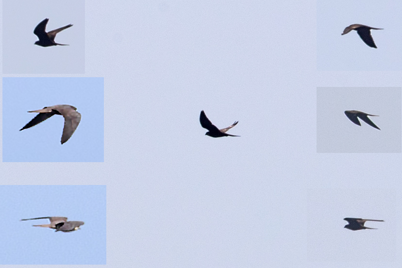 Eleonora's Falcon — Ana fotoğraf